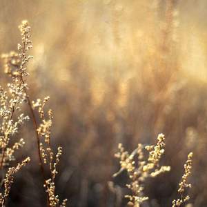 青青草国产97免费观看
