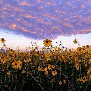 青青草国产97免费观看
